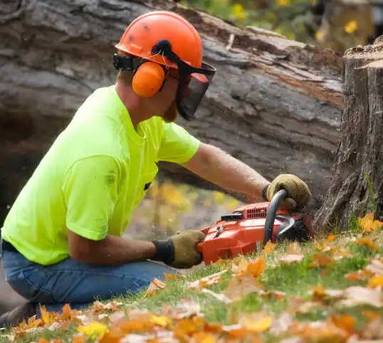 tree services Stony Ridge